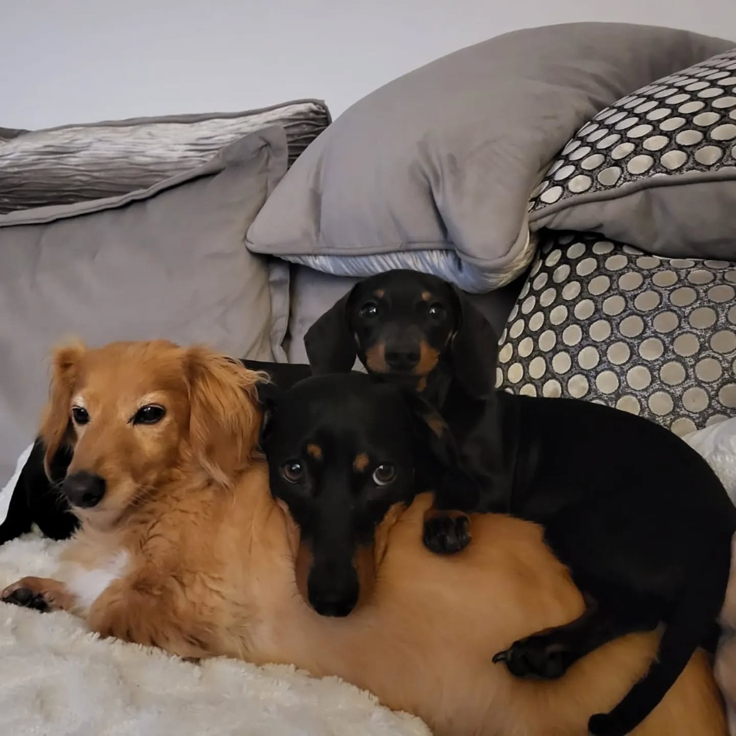three dogs