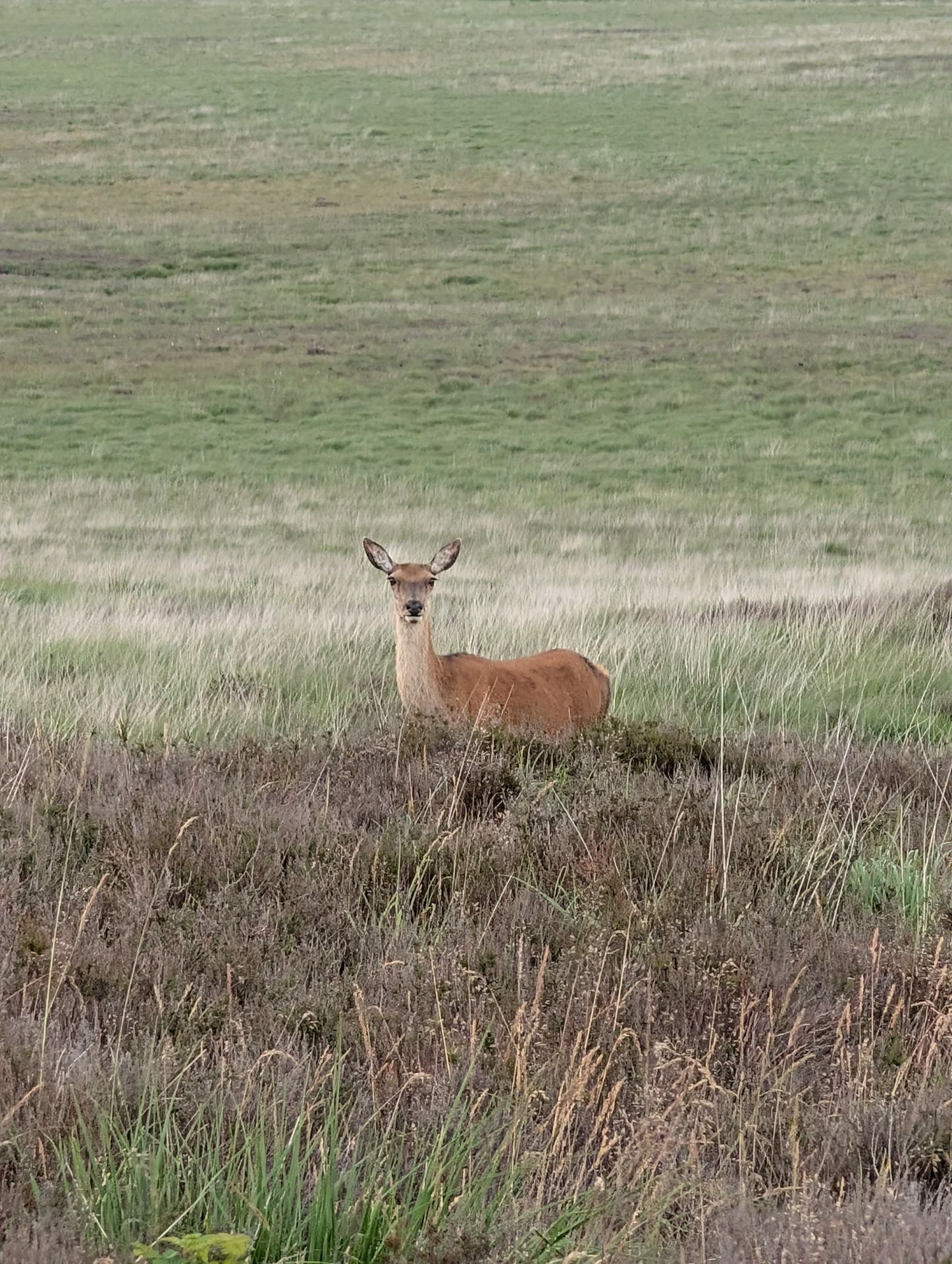 A deer