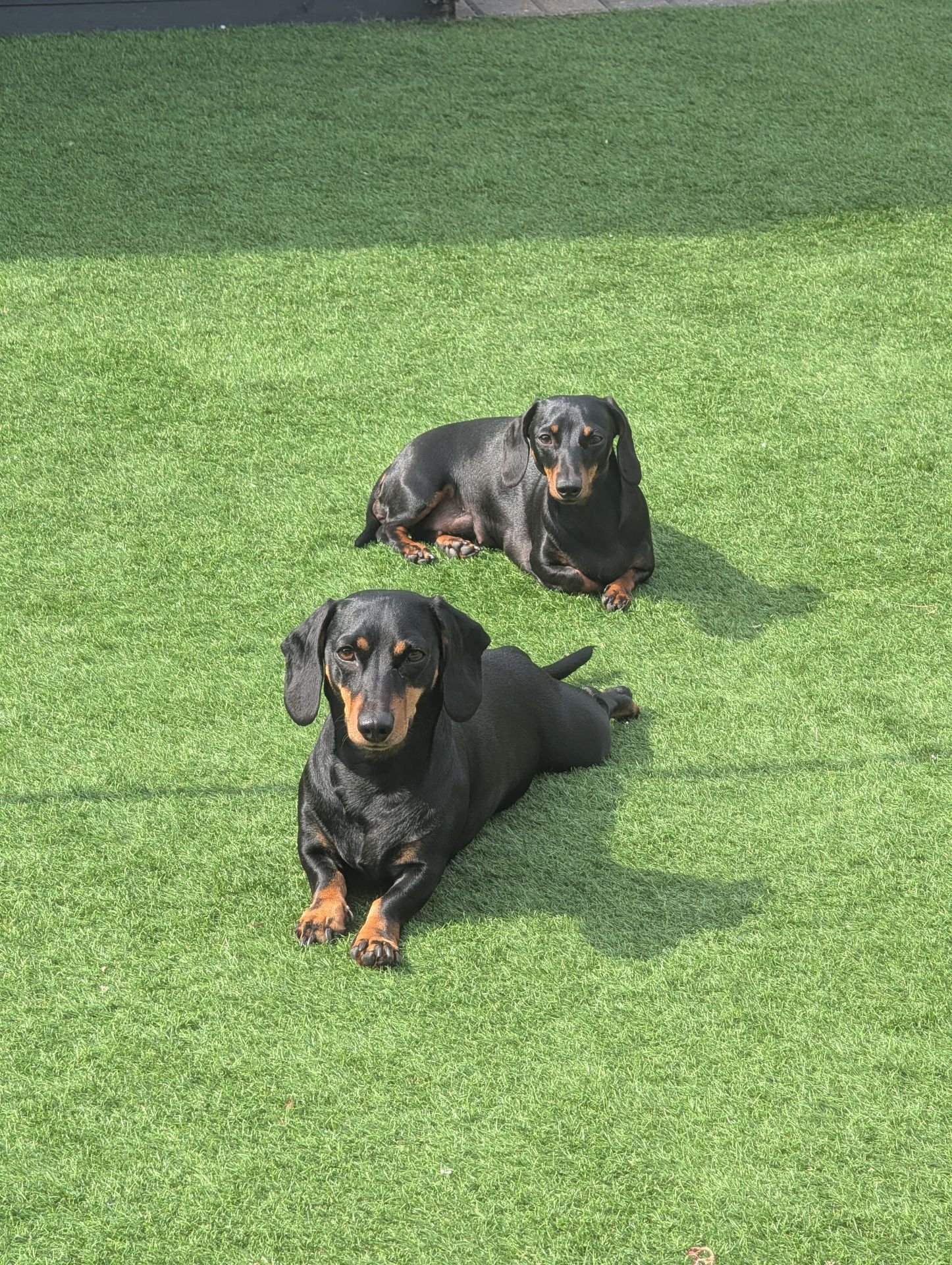 Two dachshunds